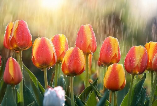 Best Monsoon Plants India: Top Picks for Rainy Gardens
