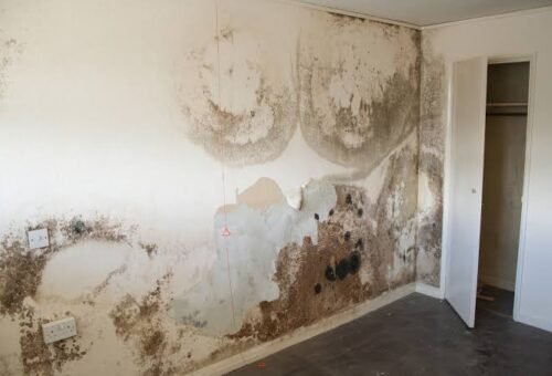 How to Paint Over Damp Walls the Right Way