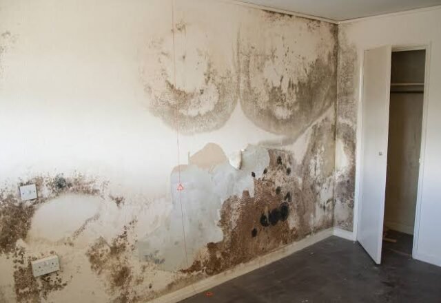 Painting over damp walls