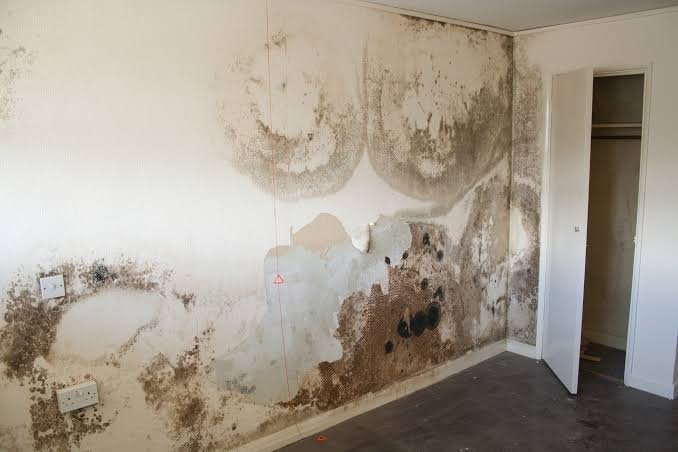 Painting over damp walls